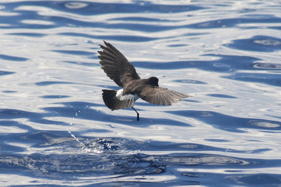 White-bellied Storm-Petrel (Fregetta grallaria)